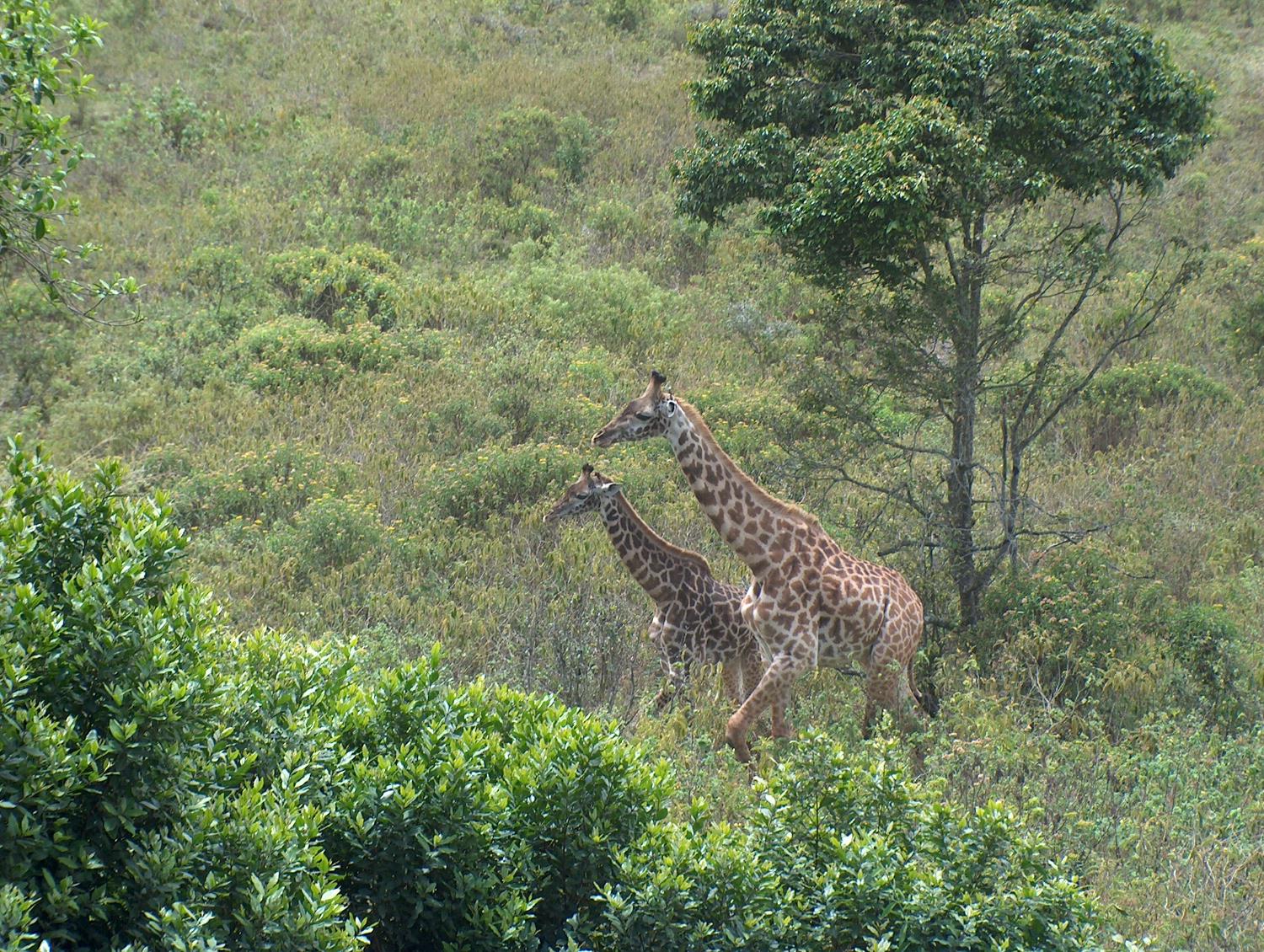 La importancia de los Safaris